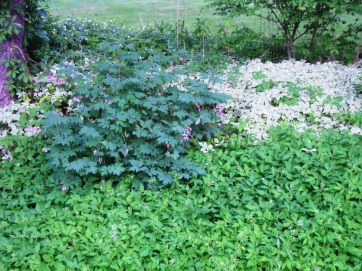 photo showing how variegated goutweed escaped from a stone-walled garden