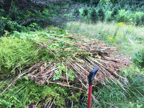 Wild parsnip pulled from the rows of Christmas trees and piled for drying.